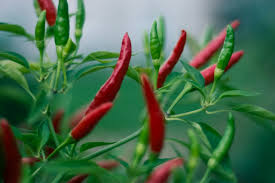 Bird’s Eye Pepper Seeds – Heirloom, Extra Spicy (20 Seeds) Non-GMO