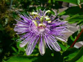 Maypop Purple Passionflower Seeds (Passiflora incarnata) - 10 Cold-Hardy Edible Fruit Seeds