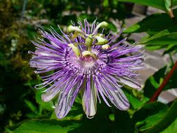 Maypop Purple Passionflower Seeds (Passiflora incarnata) - 10 Cold-Hardy Edible Fruit Seeds