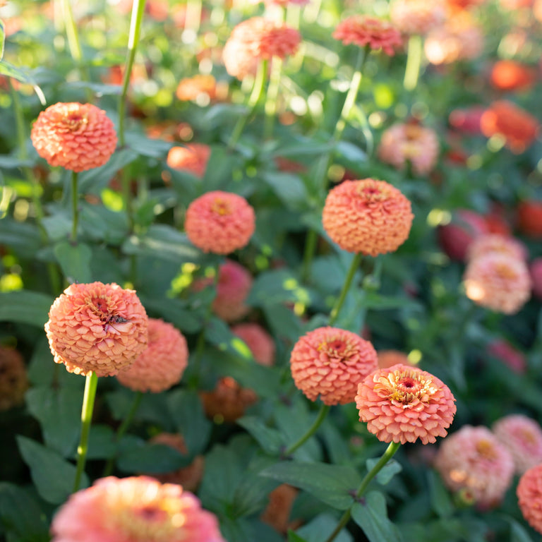 Oklahoma Salmon Zinnia Seeds – Seed Pack, 100+ Seeds, Soft Salmon-Pink Blooms