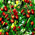 Jujube Fruit Tree Seeds (Ziziphus jujuba) – Red Chinese Date, Fast Hardy, 30-40 ft Mature Height