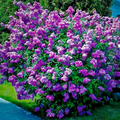 20 Common Lilac Seeds Syringa vulgaris – Purple Fragrant Flowering Tree, Zones 3-7