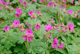 Czakor Geranium Seeds (Geranium macrorrhizum) Groundcover - 25+ Seeds, Magenta-Pink Blooms