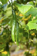 Cucumber Chinese Snake Curved Seeds – 10 Seeds, Heirloom, High Yield, Heat Tolerant