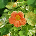 Nasturtium Alaska Apricot Seeds - Tropaeolum majus | 50+ Variegated Foliage & Apricot Flowers