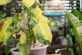Burle Marx Philodendron Live Plant - Rooted Multi-Grow, No Cutting