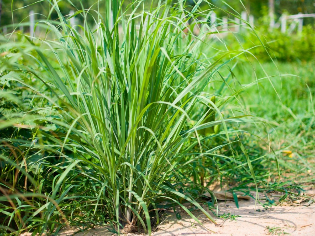 Lemongrass Plants (Cymbopogon citratus) - 5 Bare Root Starter Plants