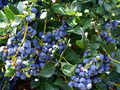 Top Hat Dwarf Blueberry Starter Plants (3) - Bare Root, 4-6" Tall
