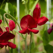Elegance Deep Red Sweet Pea Seeds (50+): Fragrant Climbing Vines for Trellises