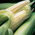 Corn Silver Queen Hybrid Sweet Seeds – 5g | Zea mays, White Kernels, Early Maturing