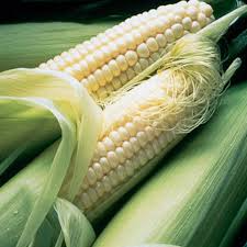Corn Silver Queen Hybrid Sweet Seeds – 5g | Zea mays, White Kernels, Early Maturing