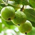 Detwiler Guava Seeds – Psidium guajava (50+ Seeds) for Home Garden