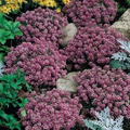 Alyssum Rosie O’Day Pink Groundcover Seeds - 500 Non-GMO, Fragrant Bee-Friendly