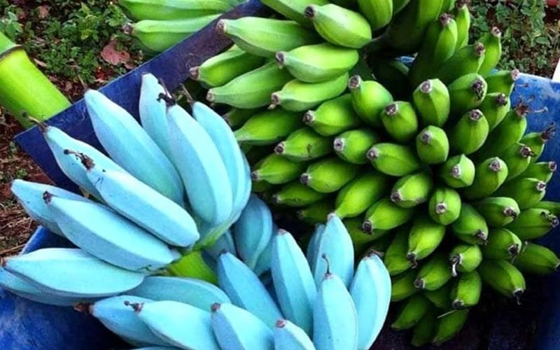 Musa Ice Cream (Blue Java) Banana Tree – Small Rooted Starter Plant
