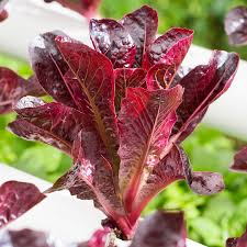 Cimarron Lettuce Seeds (Lactuca sativa) - Heirloom Romaine, Deep Red, Heat-Tolerant