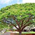 Rain Tree Seeds (Albizia saman) – Monkey Pod | 20 Seeds for Bonsai or Shade Tree