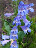 Penstemon Glaber var. Alpinus Seeds - Alpine Smooth Penstemon, Blue to Violet Flowers, Native Wildflower
