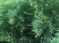 Bamboo Red Margin Bare Root Plant (Phyllostachys rubromarginata) - Live Bare Root, Fast-Growing, 30-40 ft