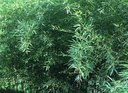 Bamboo Red Margin Bare Root Plant (Phyllostachys rubromarginata) - Live Bare Root, Fast-Growing, 30-40 ft