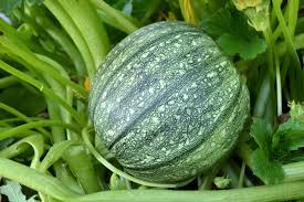 Round Zucchini Summer Squash Seeds – 1g, Heirloom, High Yield, Fast Growing