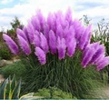 Purple Pampas Grass (Cortaderia selloana) Plugs – 3 If 1-2" Plugs, Ornamental Grass