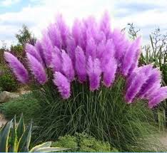 Purple Pampas Grass (Cortaderia selloana) Plugs – 3 If 1-2" Plugs, Ornamental Grass