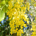 Cassia fistula Golden Shower Tree Seeds - 10 Seeds, Fast-Growing 30-40' Tall
