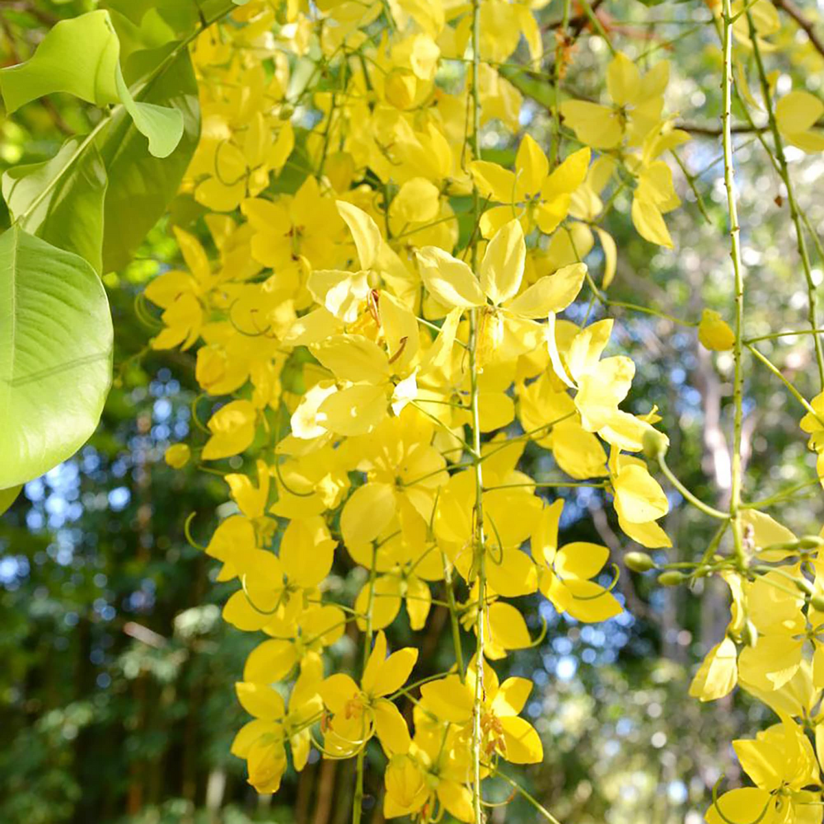 Cassia fistula Golden Shower Tree Seeds - 10 Seeds, Fast-Growing 30-40' Tall