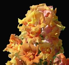 Cannes Light Bronze Snapdragon Seeds (Antirrhinum majus) - 1000+ Seeds for Garden & Containers