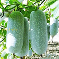 Wax Gourd Wintermelon Seeds (Benincasa hispida) – 10 Seeds for Planting, Heirloom, High Yield