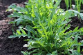 Rocket Arugula Seeds - 500 Heirloom, Non-GMO, Fast-Growing