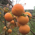 5 Japanese Persimmon Seeds (Diospyros kaki) - Edible Fruit Tree, Non-GMO, Easy to Grow