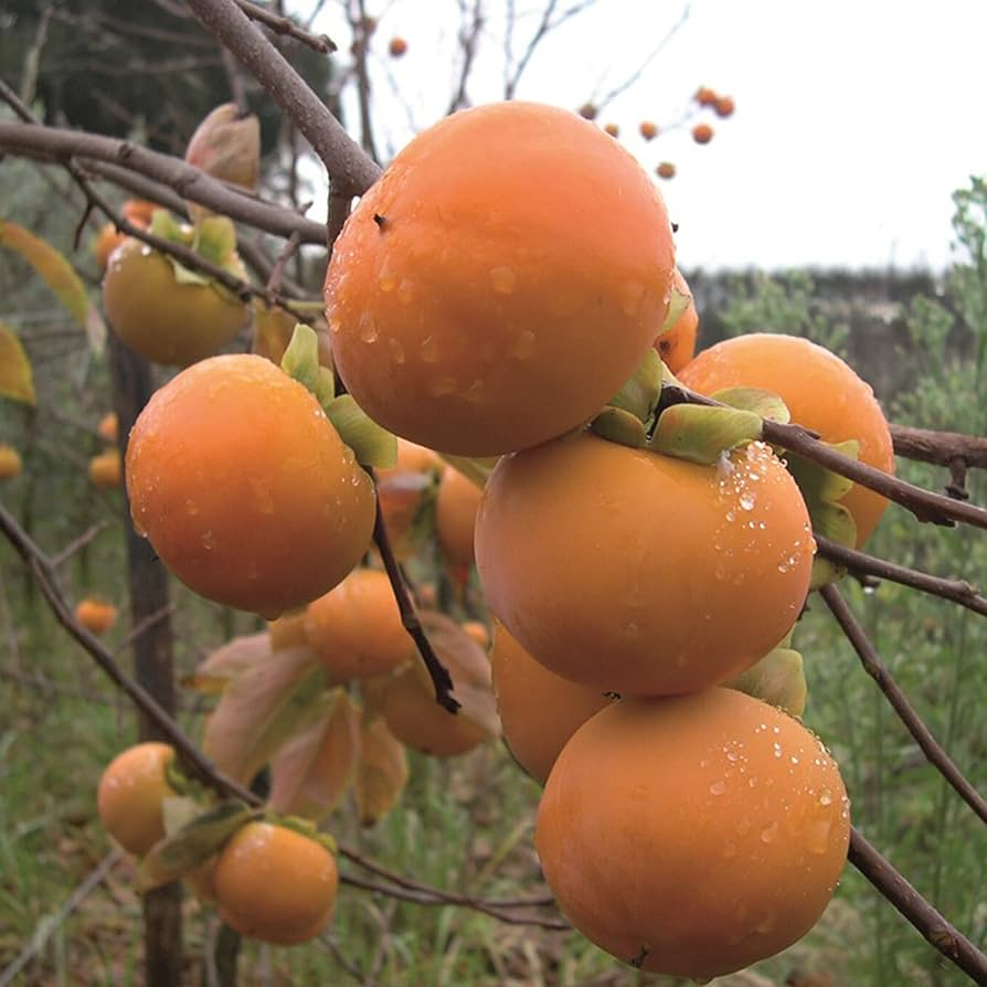 5 Japanese Persimmon Seeds (Diospyros kaki) - Edible Fruit Tree, Non-GMO, Easy to Grow