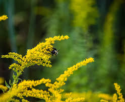 Old Field Goldenrod Seeds Solidago nemoralis – 500mg for Planting, Native Yellow Wildflower