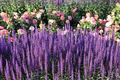 Munstead Lavender (Lavandula angustifolia) - 100 Seeds – Fragrant, Hardy English Lavender