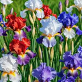 30 Iris Flower Seeds (Iris siberica) Colorful Mix – Siberian Iris Seeds for Garden, Easy to Grow
