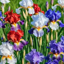 30 Iris Flower Seeds (Iris siberica) Colorful Mix – Siberian Iris Seeds for Garden, Easy to Grow