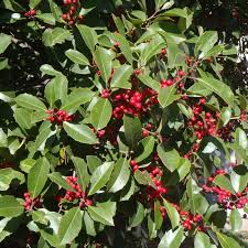 American Holly Ilex opaca Seeds - 500 mg for Planting