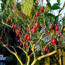 Tamarillo Tree Tomato Seeds (Cyphomandra betacea) – Fast-Growing, High-Yield
