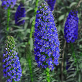 Pride of Madeira Seeds (Echium fastuosum) - 50 Blue Bugloss Seeds for Pollinator Garden