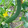 Suyo Long Cucumber Seeds - 20 Pack | Heirloom Cucumis sativus