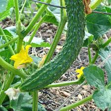 Suyo Long Cucumber Seeds - 20 Pack | Heirloom Cucumis sativus