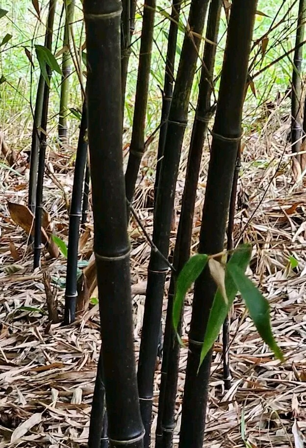 Black Bamboo Phyllostachys Nigra Bare Root Rhizomes - 3 Fresh Live Roots for Privacy Screen