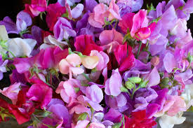 Sweet Pea Seeds - Summer Romance, Blush Pink, Fragrant, 50+ Seeds
