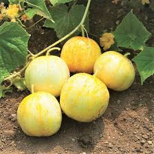 Lemon Cucumber Seeds (Cucumis sativus) – 50 Seeds, Yellow Round Cucumbers
