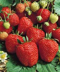 Seascape Ever Bearing Strawberry Plants Bare Root - Fragaria × ananassa