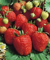 Seascape Ever Bearing Strawberry Plants Bare Root - Fragaria × ananassa