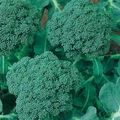 Broccoli Waltham 29 Seeds - Heirloom, Cold-Hardy Brassica oleracea var. italica, 1g (~300 seeds)
