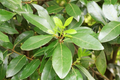 Sweet Laurel Bay Tree Cuttings (Laurus nobilis) - 5 Unrooted Cuttings ~5"