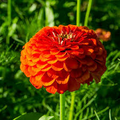 Orange King Zinnia Seeds - Burnt Orange, Tall Cut Flower, Open Pollinated, Non-GMO